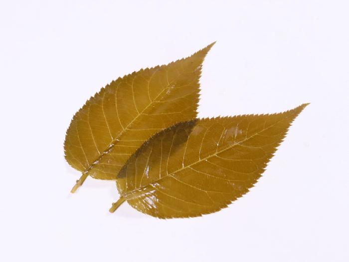 桜の葉(塩漬け) 10枚