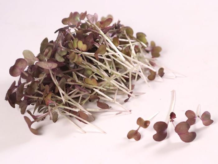 マイクロハーブ レッドマスタード 1パック