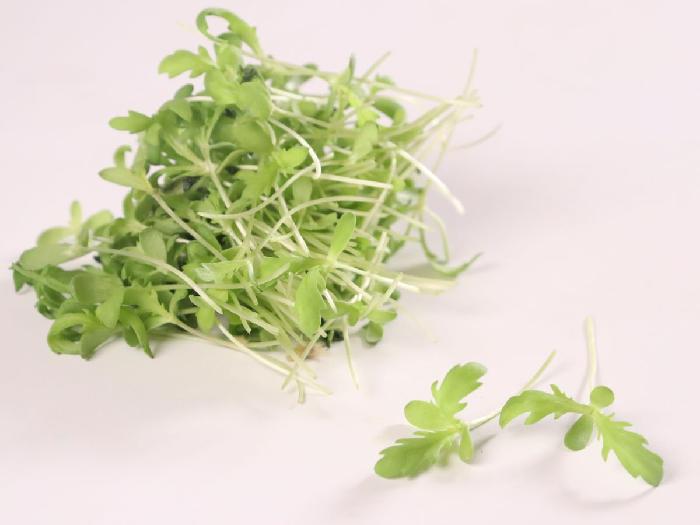 マイクロハーブ 春菊 1パック