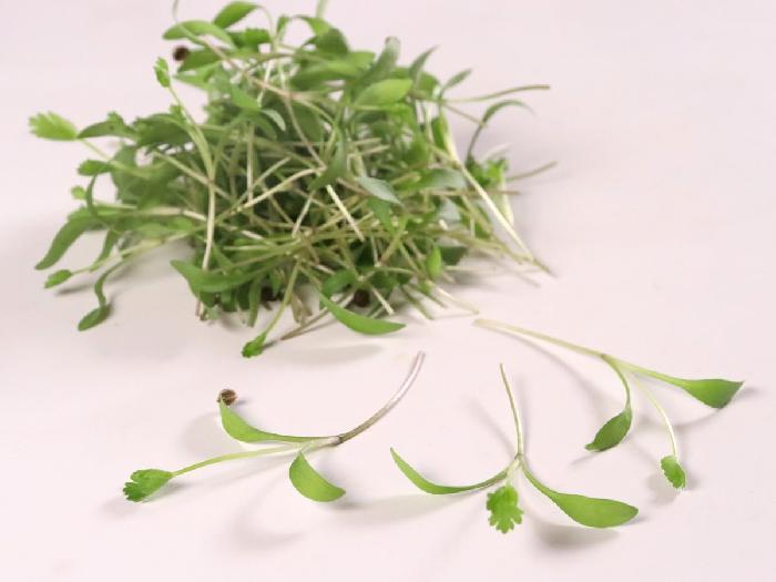 マイクロハーブ パクチー 1パック