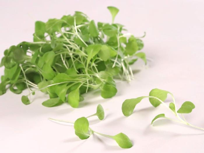 マイクロハーブ マーシュ 1パック