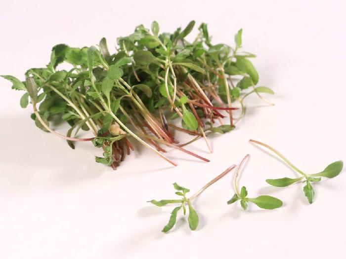 マイクロハーブ シトラスフラッシュ 1パック