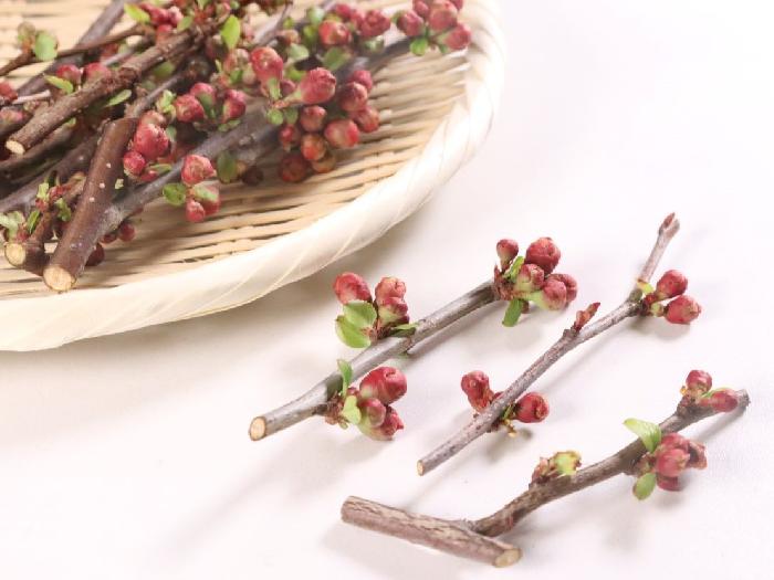 木瓜（ボケ） 1パック