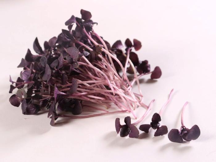 マイクロハーブ バジルパープル 1パック