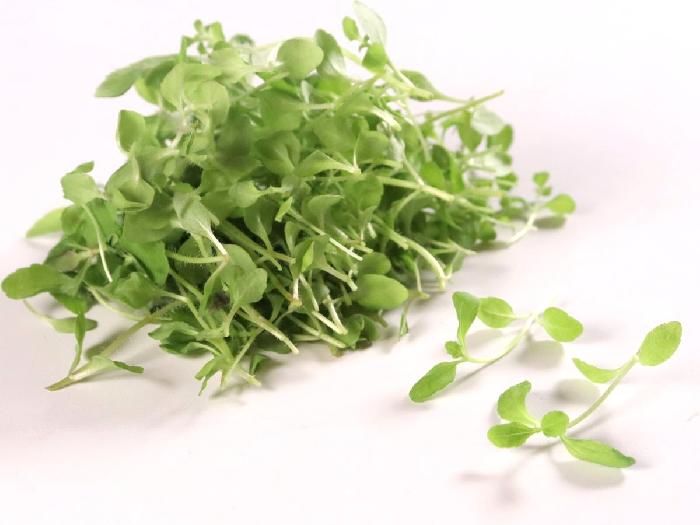 マイクロハーブ ハニーステビア 1パック