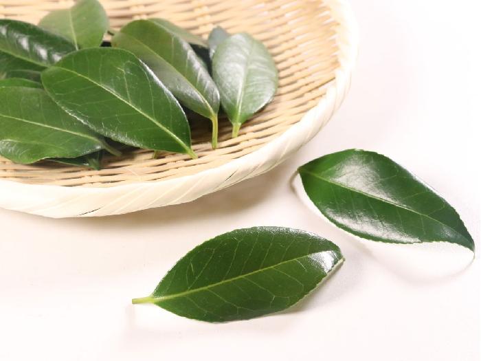 椿の葉 1パック