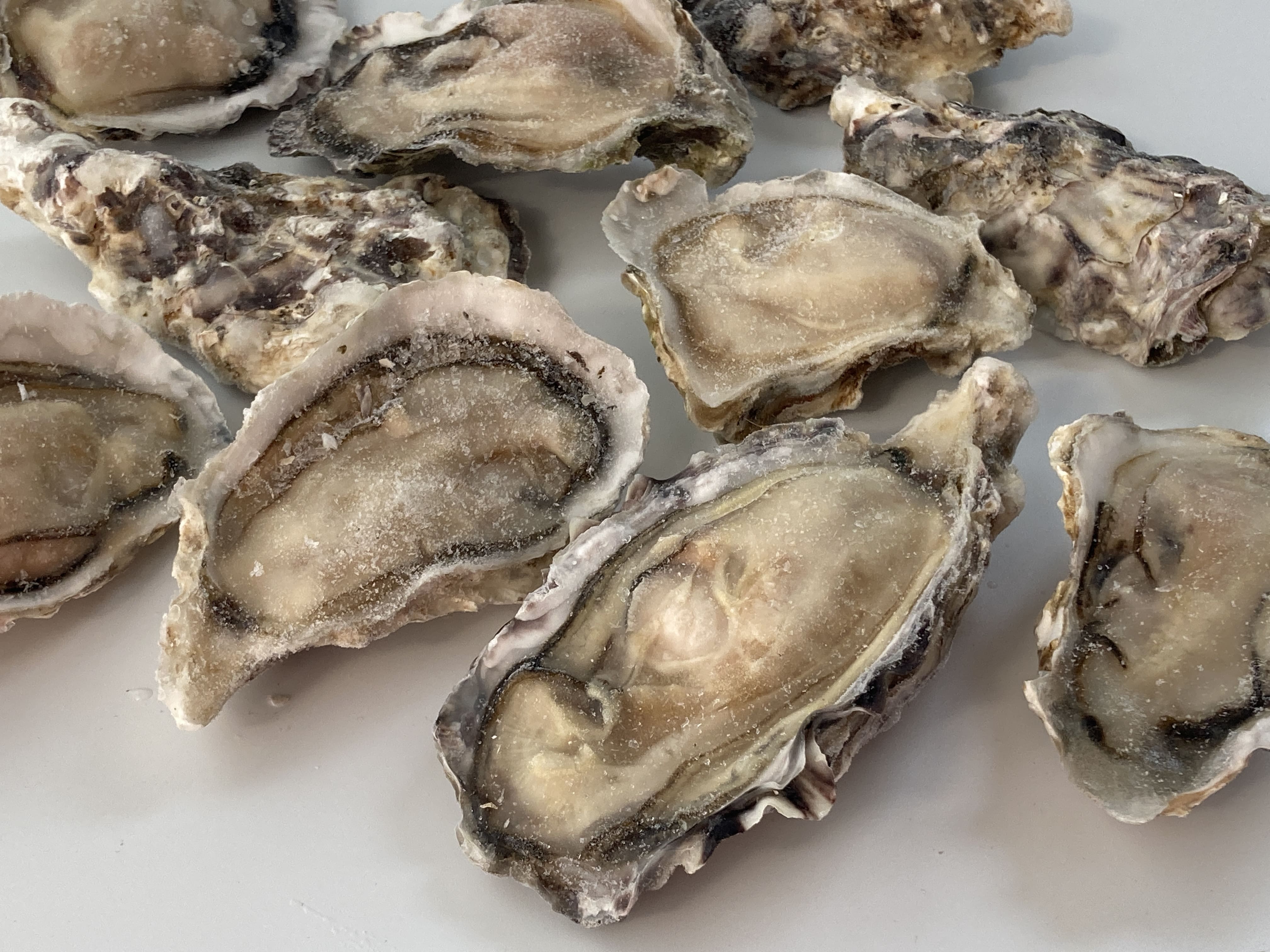 【広島産】片貝殻付きかき 10個 イメージ1