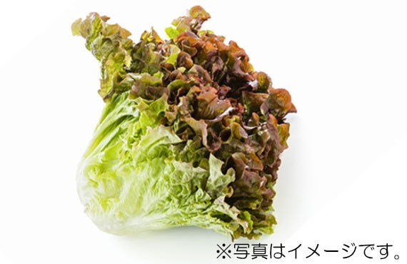 サニーレタス 1個