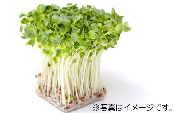 かいわれ大根　1パック【生鮮野菜】