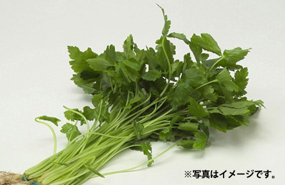 糸三つ葉 1パック【生鮮野菜】