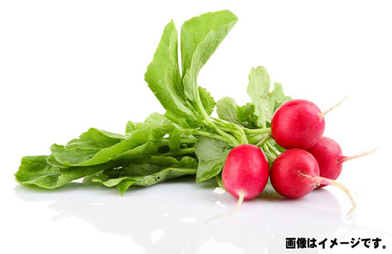 ラディッシュ（5個）1束【生鮮野菜】