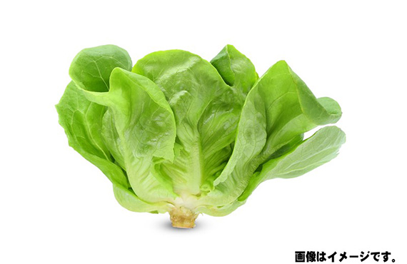 サラダ菜(Ｌサイズ) 1パック【生鮮野菜】