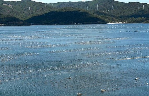 牡蠣が養殖される万石浦