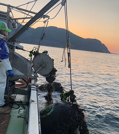 豊富な魚貝類が収穫される三陸の海