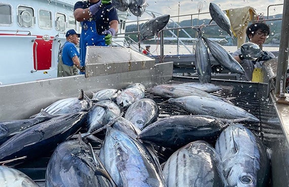 気仙沼港は生鮮カツオの水揚げ量26年連続日本一