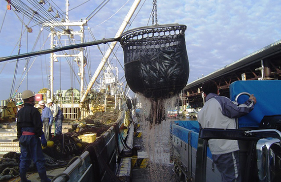 石巻漁港には一年を通じて多種多様な魚介が水揚げされる