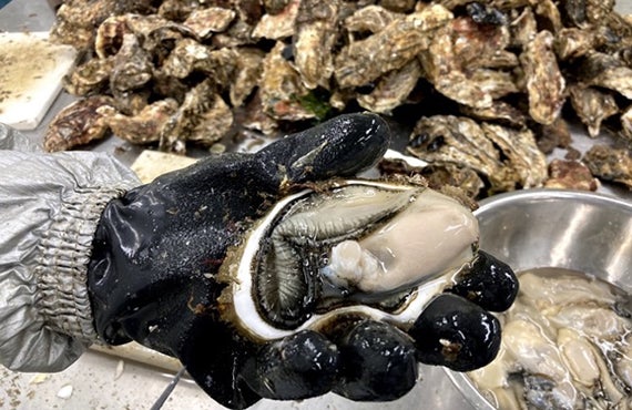 生食でおいしい牡蠣をさまざまな商品に