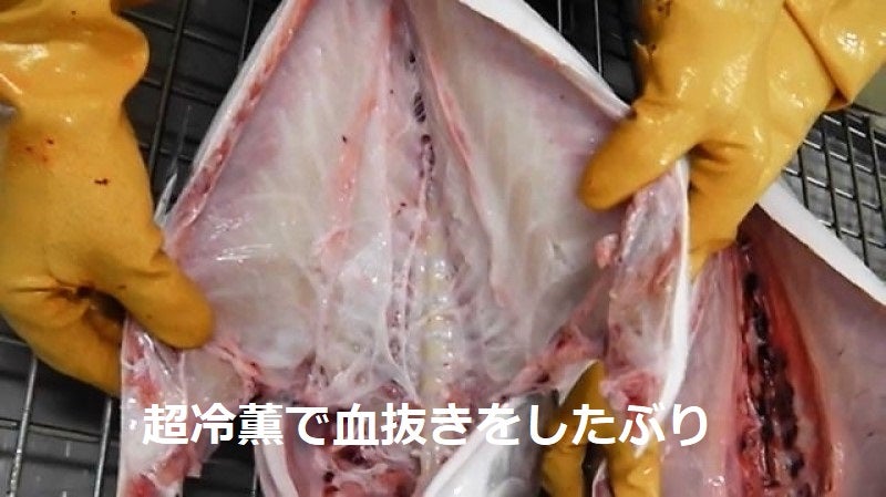 超冷薫で血抜きをしたぶり