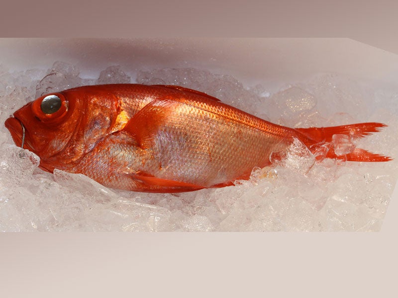 魚種01