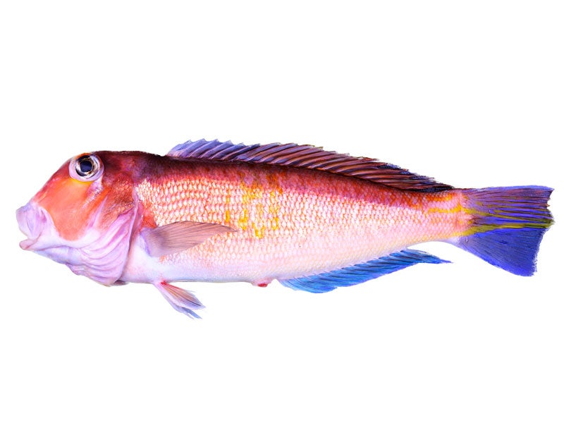魚種03