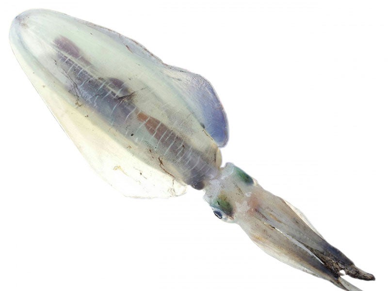 魚種04