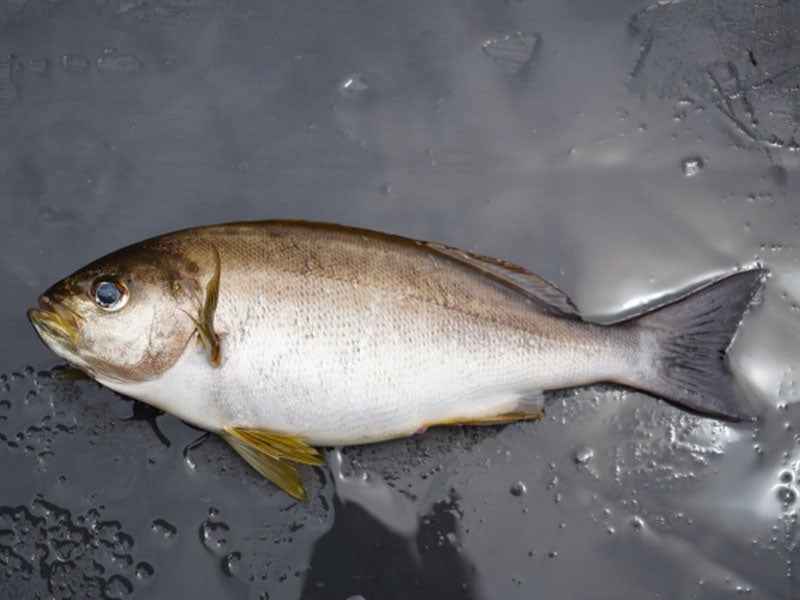 魚種05