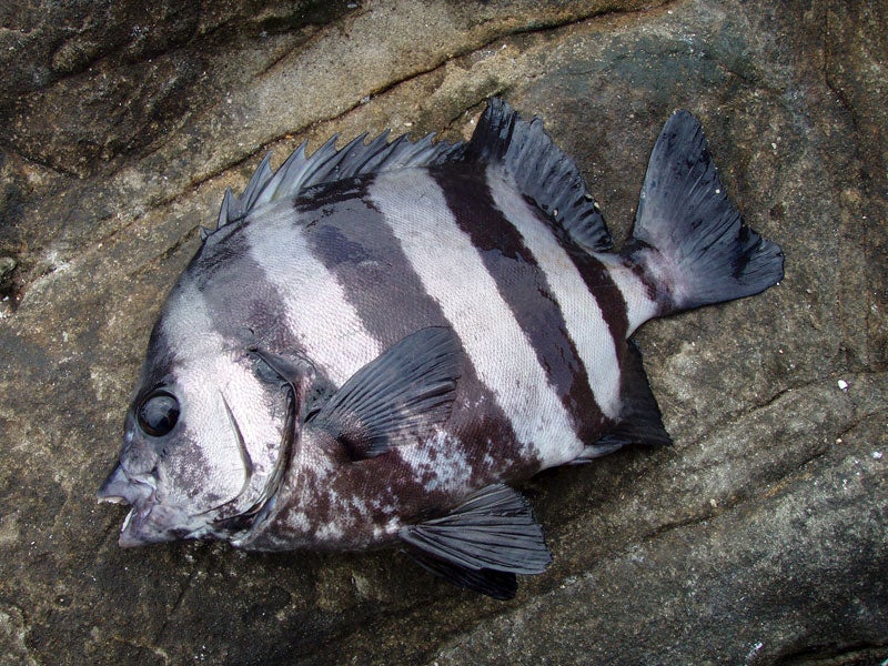魚種07
