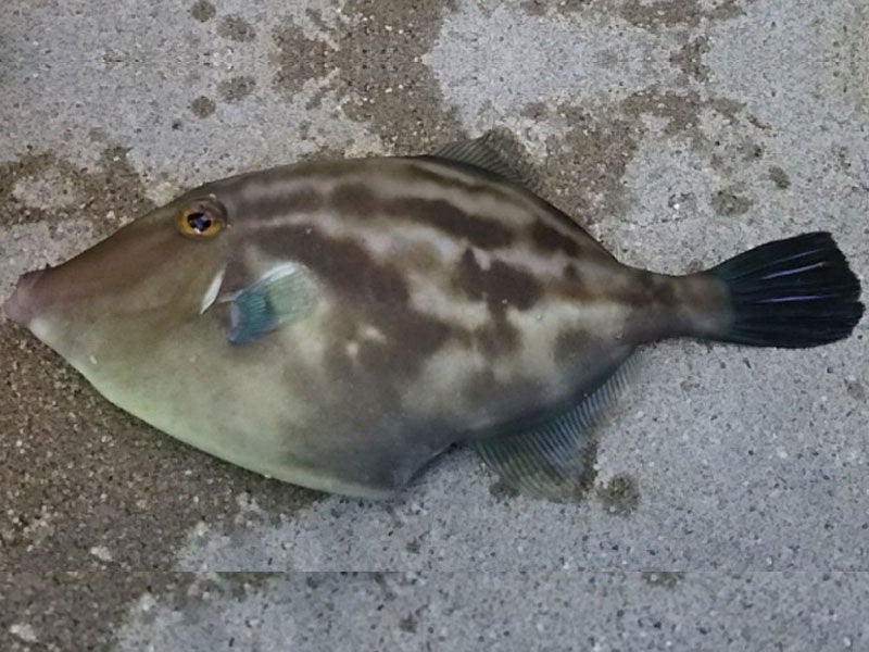 魚種08