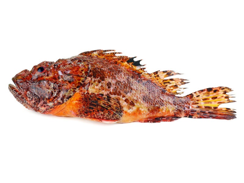 魚種09
