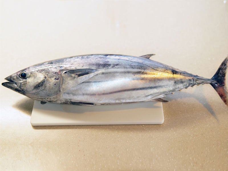 魚種10