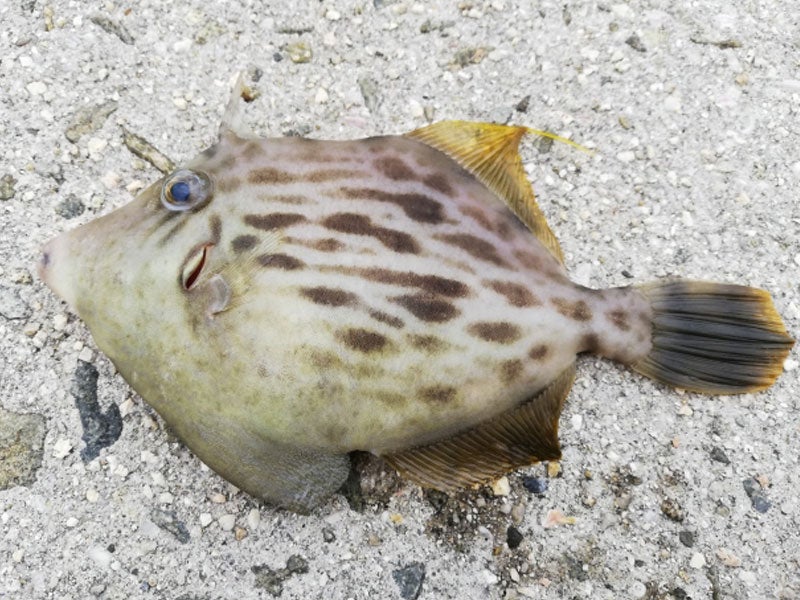 魚種11