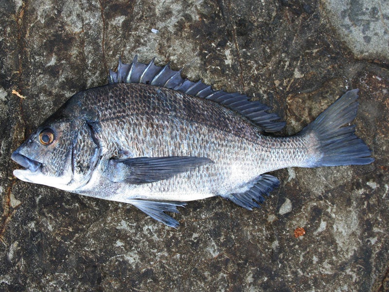 魚種13