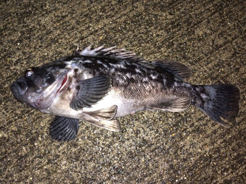 魚種15