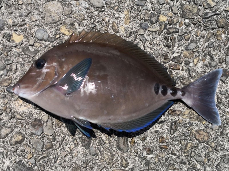 魚種16