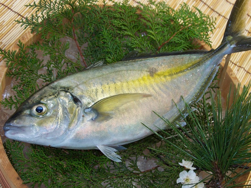 魚種17