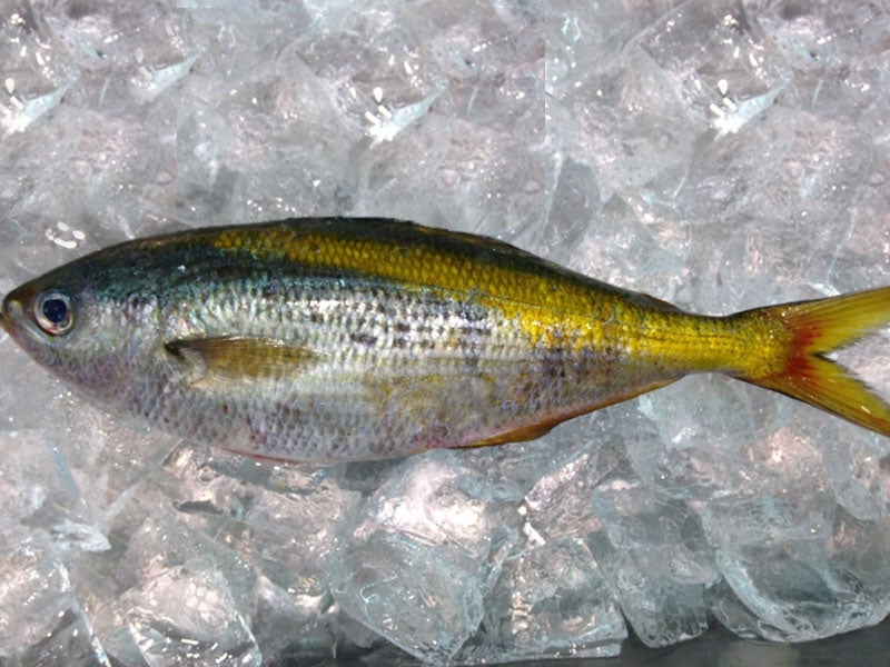 魚種19