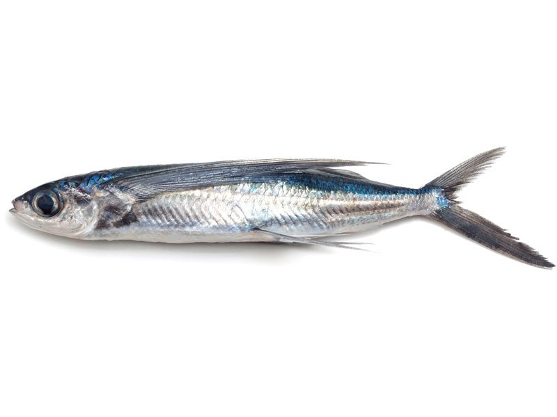 魚種20