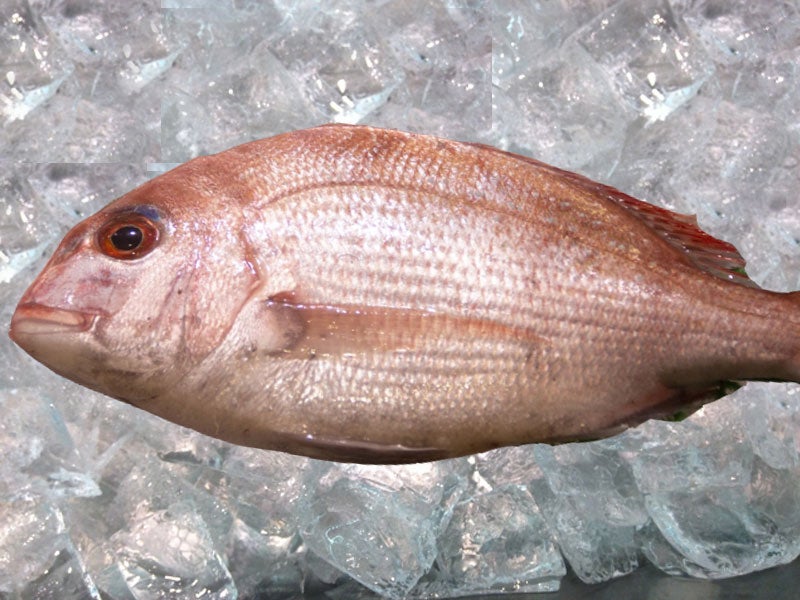 魚種21