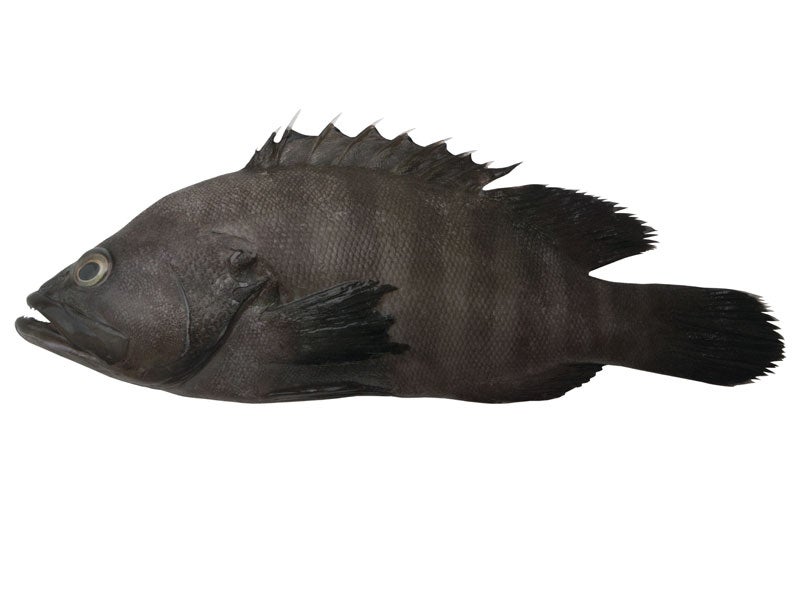 魚種22