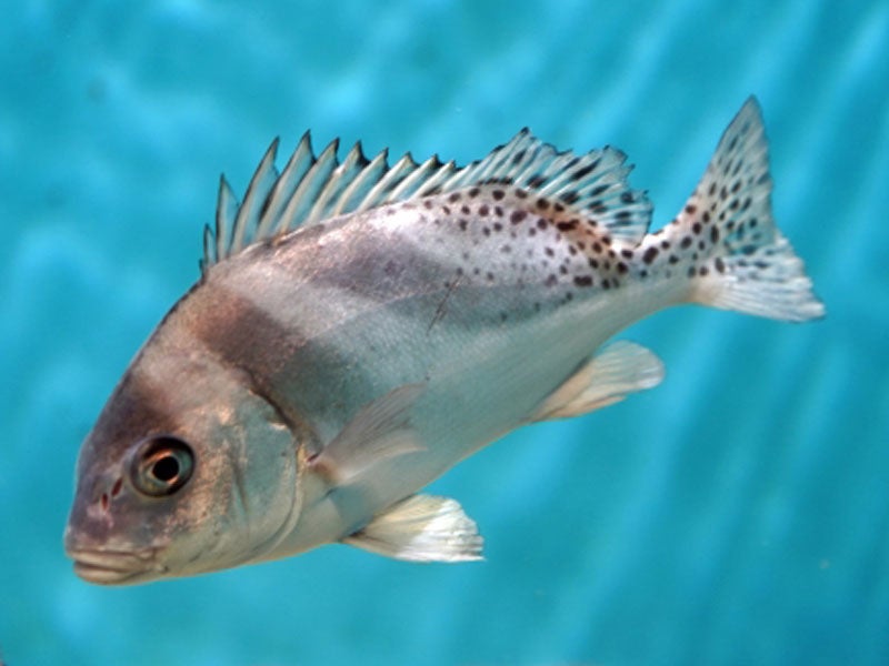 魚種25