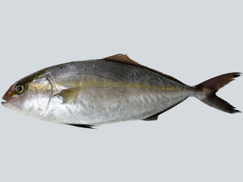 カンパチ