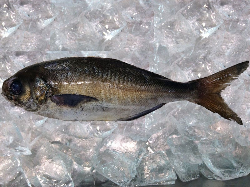 魚種27