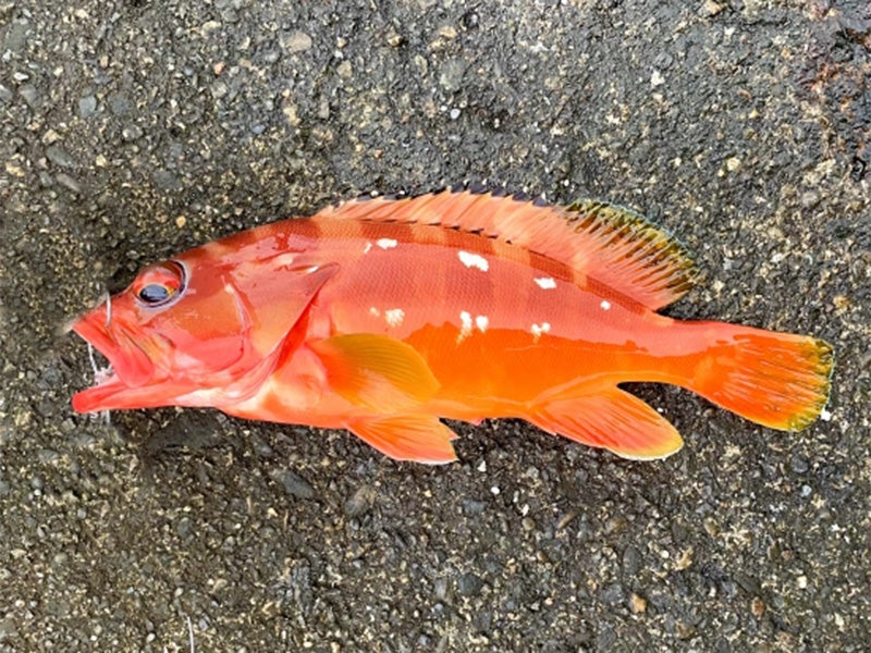 アカハタ