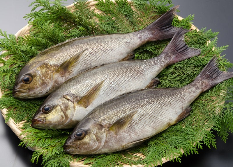 魚種o-06
