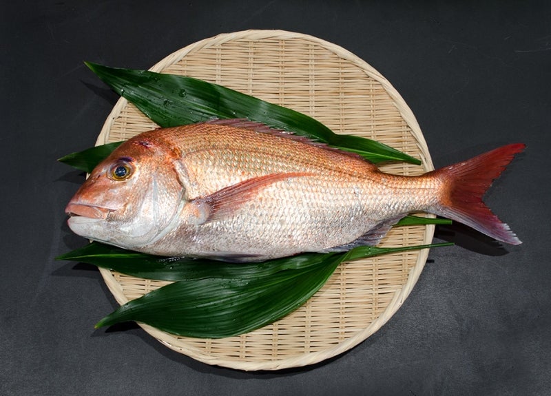 魚種o-09