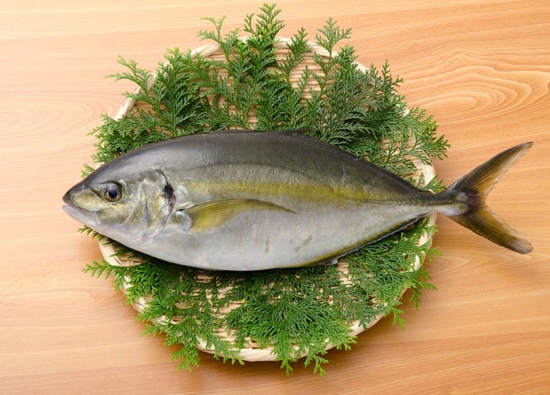 魚種o-11