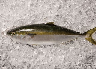 魚種o-12