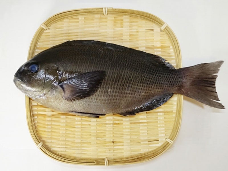 魚種o-13