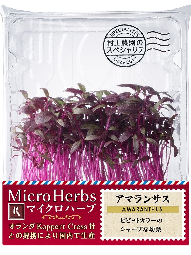 【マイクロハーブ】アマランサス　1パック