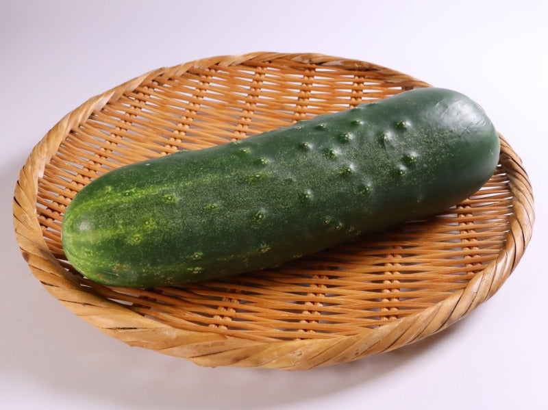 加賀太胡瓜　1本